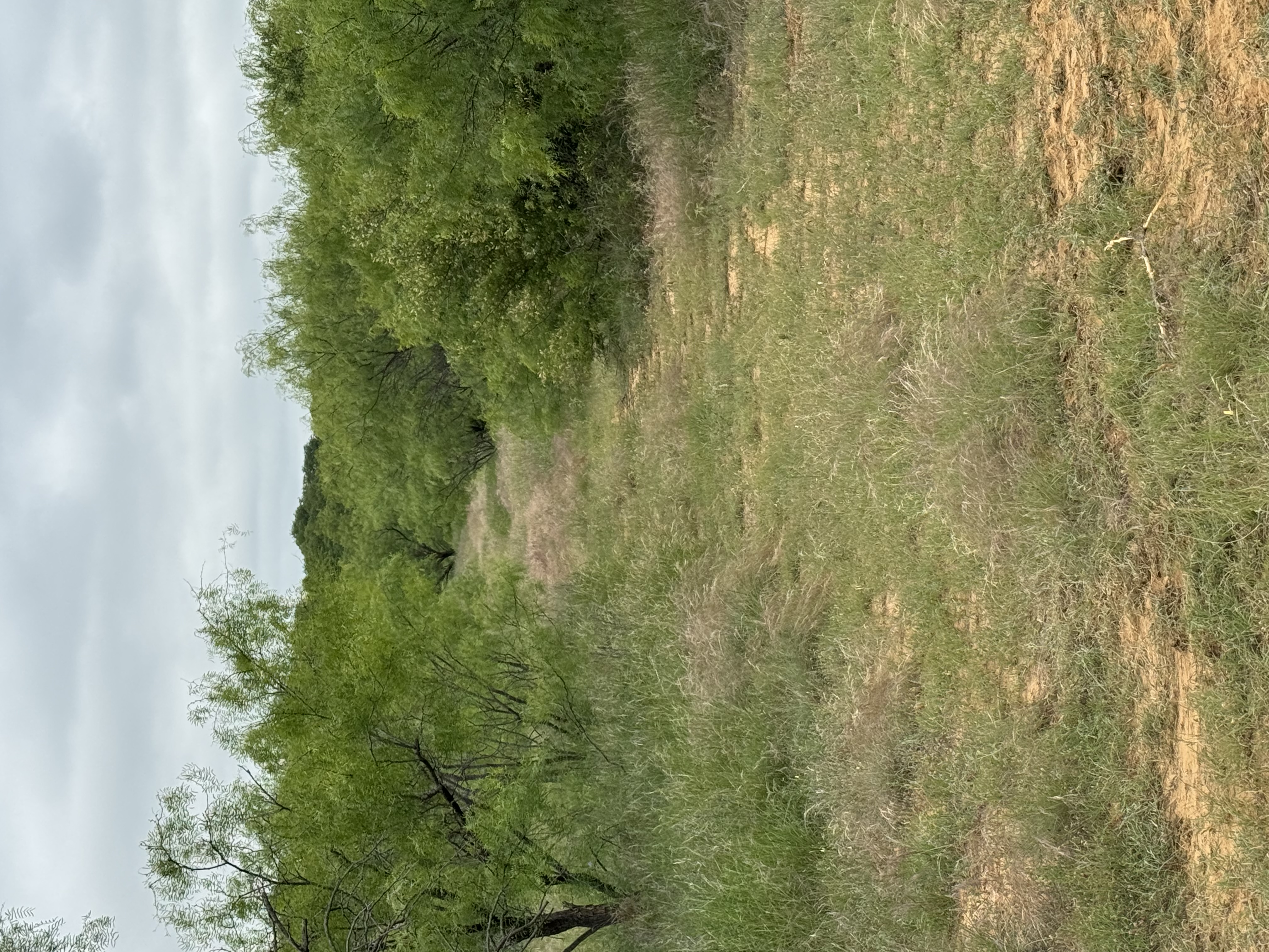 Before trail clearing